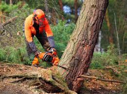 Best Tree Disease Treatment  in Bonita Springs, FL