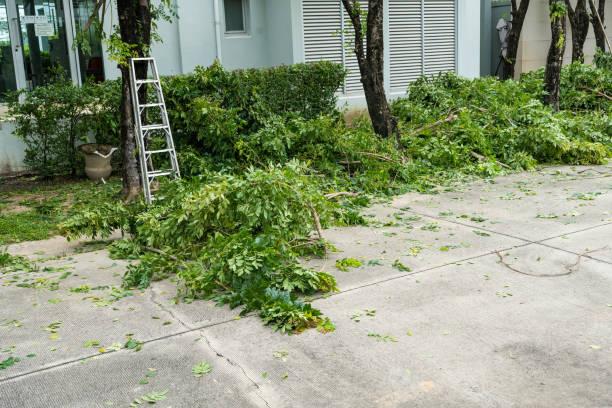 Best Hedge Trimming  in Bonita Springs, FL