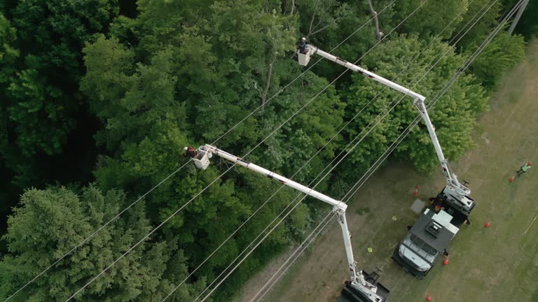 Best Tree Removal  in Bonita Springs, FL