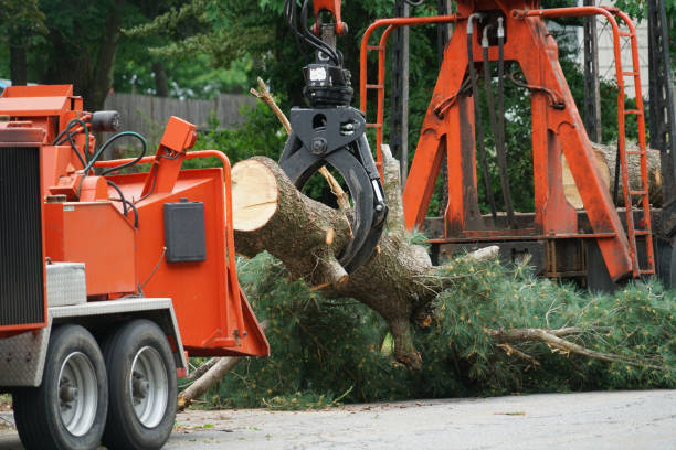 Best Storm Damage Tree Cleanup  in Bonita Springs, FL