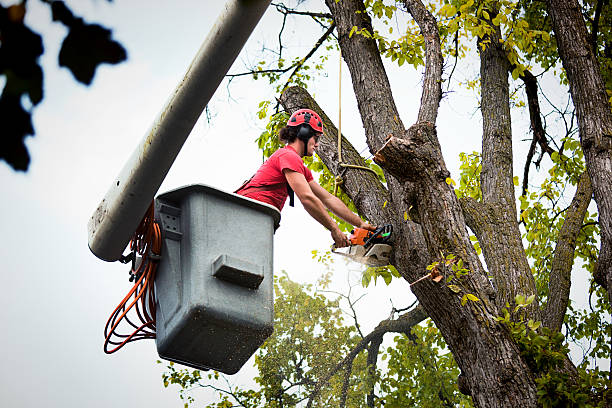 Bonita Springs, FL  Tree Services Company