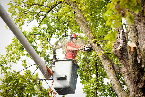  Bonita Springs, FL Tree Services Pros