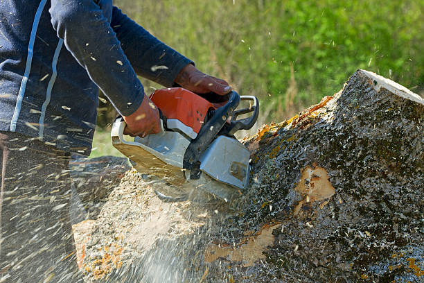 Best Root Management and Removal  in Bonita Springs, FL